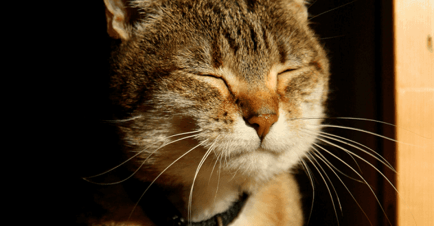 Are cats trained outlet to use litter box